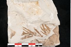 Foto (Detailansicht) von Libocedrus salicornioides Endl. (NHMW-GEO-2024-0188-6748)